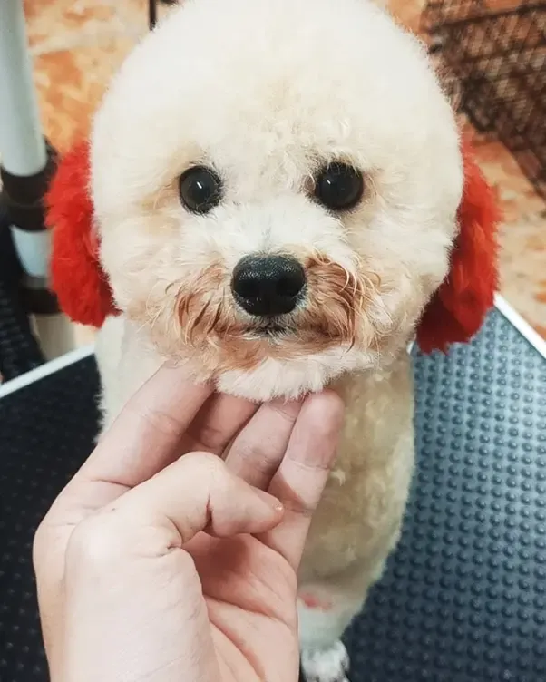 Lava Spa & Pet Shop - Công nghệ chăm sóc hiện đại