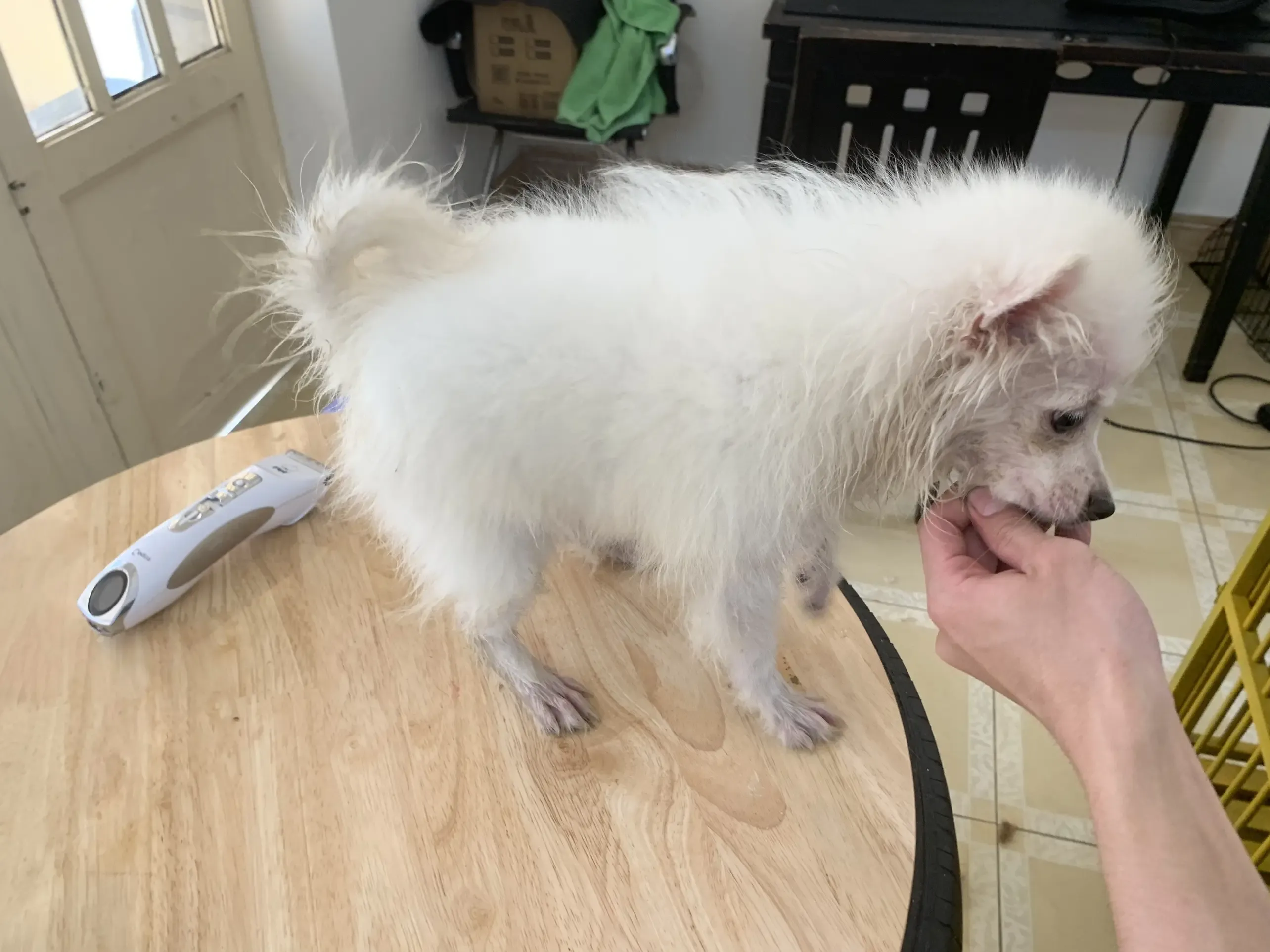 Royal Pet Shop - Tư vấn chuyên sâu về chăm sóc thú cưng