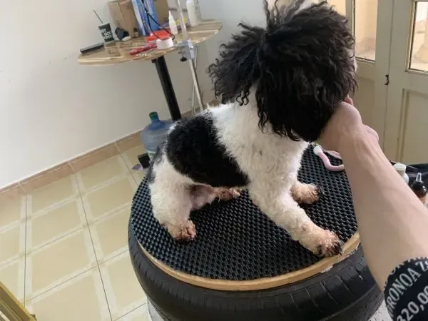 Pet House - Spa chó mèo với không gian thoáng mát tại Hải Phòng