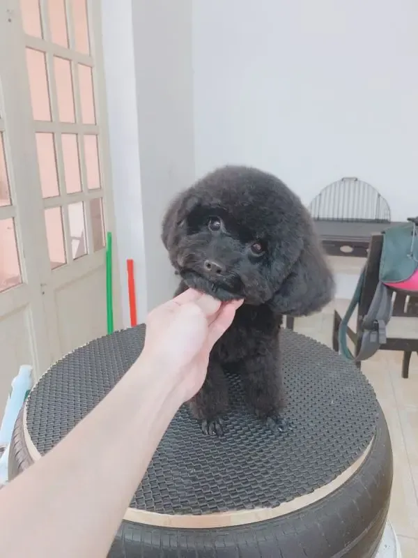 Aini Pet - Siêu thị thú cưng và spa chất lượng tại Hải Phòng