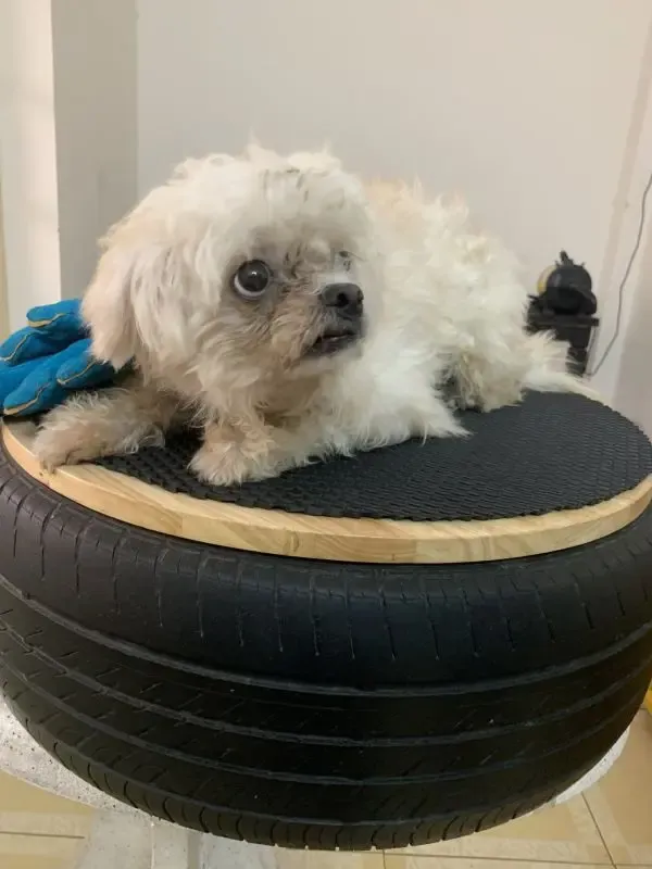 Chipu Pet - Spa chó mèo với đội ngũ groomer giỏi tại Hải Phòng