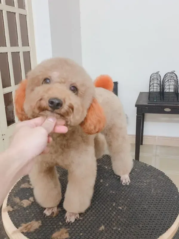 Hachiko Spa - Dịch vụ grooming chuyên nghiệp cho chó mèo tại Hải Phòng