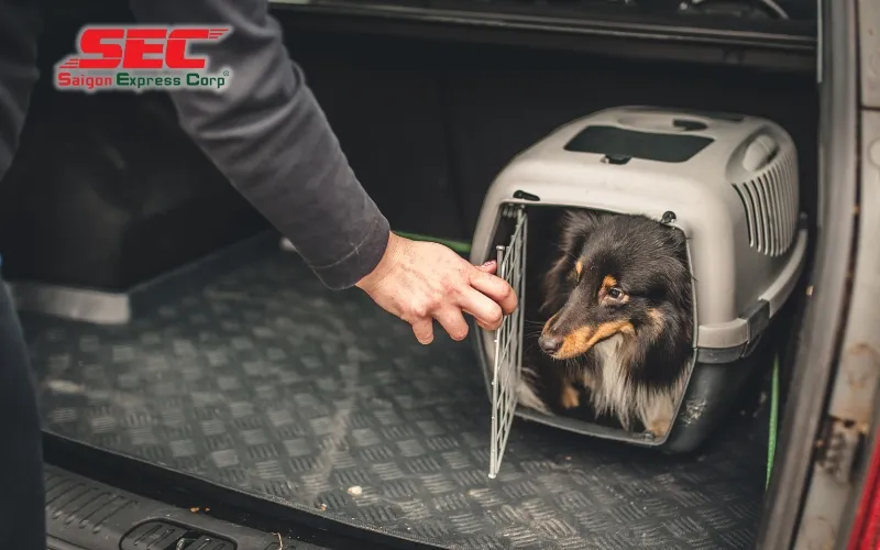 Thú cưng được chăm sóc trong suốt hành trình vận chuyển
