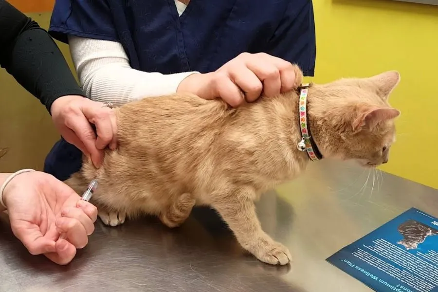 Tiêm steroid kết hợp kháng sinh điều trị hiệu quả EGC ở mèo