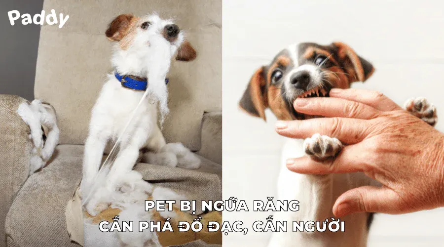 Chó con đang cắn đồ chơi cao su màu xanh để giảm ngứa răng trong giai đoạn mọc răng