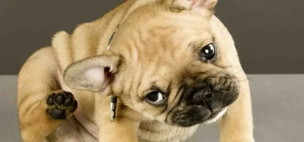 Chú chó đang được kiểm soát và kiểm tra kỹ lưỡng vùng loa tai nhằm phát hiện sớm các dấu hiệu viêm nhiễm