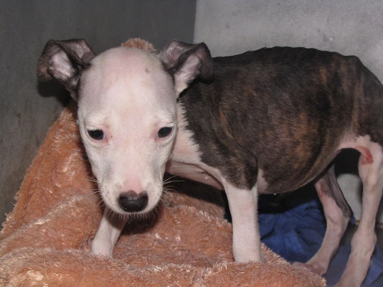 Chó bị nhiễm giun sán cần được tẩy giun định kỳ