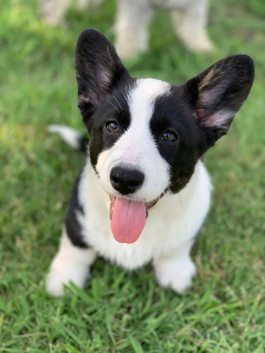 dòng chó corgi đen trắng với tai dựng và thân dài đặc trưng