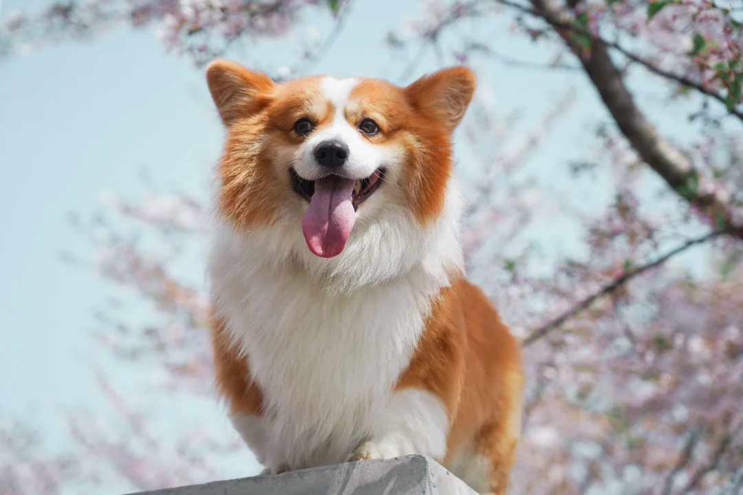 dòng chó corgi Pembroke và Cardigan chân ngắn xứ Wales