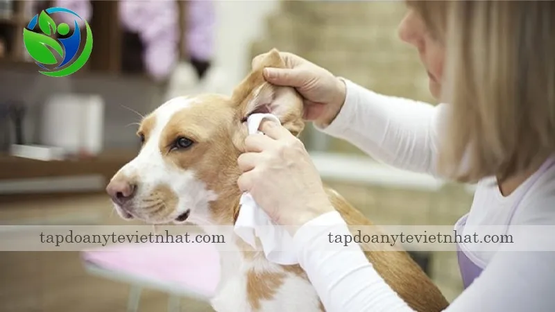 dùng khăn lau vết bẩn cho chó cái