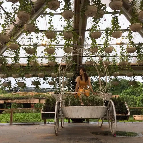 review khách hàng mua cún golden