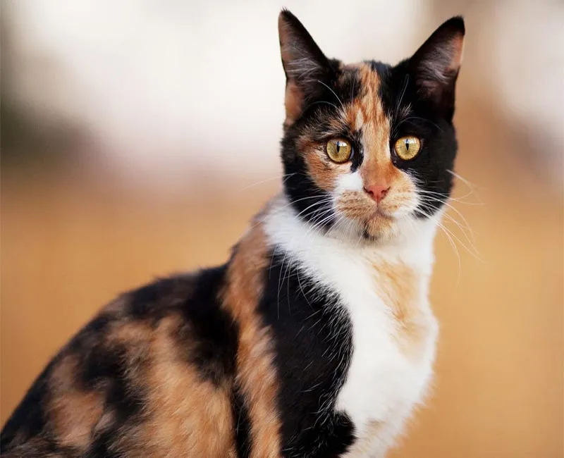 Mèo tam thể đực hiếm có tại Pet Nhà Sen