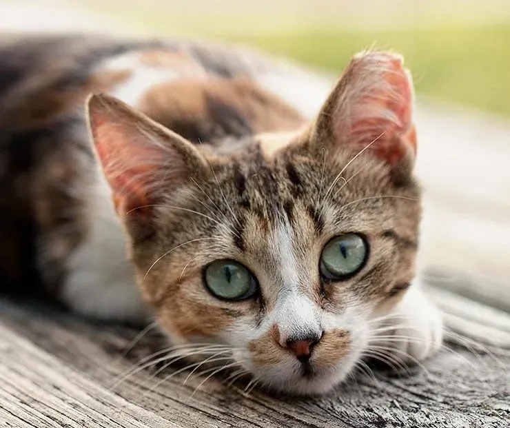 Triệt sản cho mèo để giảm lượng mèo hoang