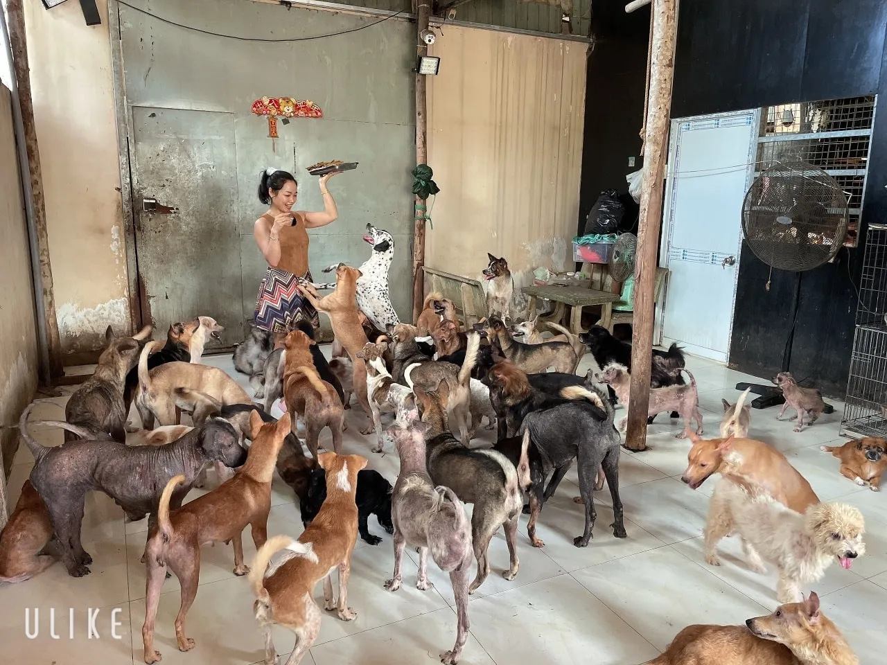 Nhóm tình nguyện viên đang tổ chức buổi offline để kết nối người nuôi và thú cưng