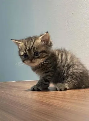 Mèo ALN Tabby Cái Đã Chích 4B