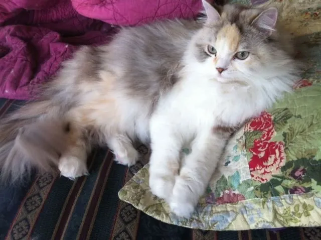 Mèo Ragamuffin với bộ lông dày và thân hình chắc nịch