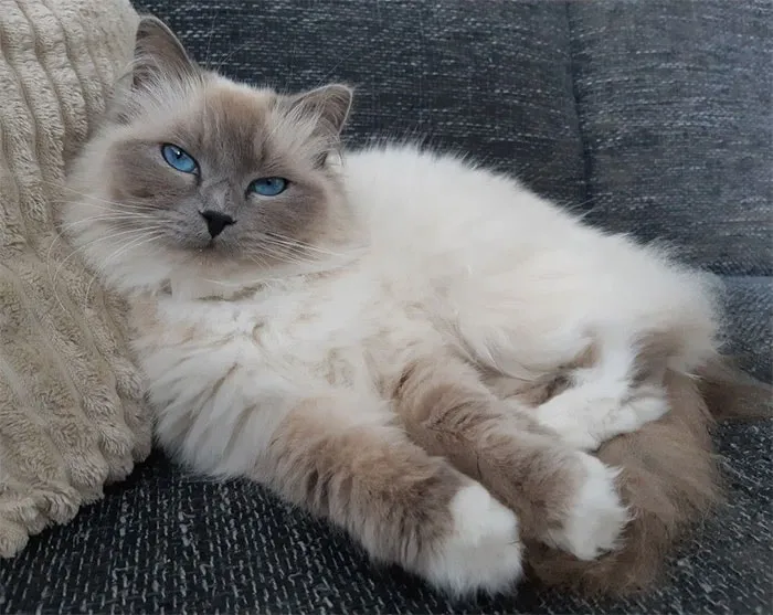 Mèo Ragdoll với đôi mắt xanh đặc trưng và bộ lông mềm mại