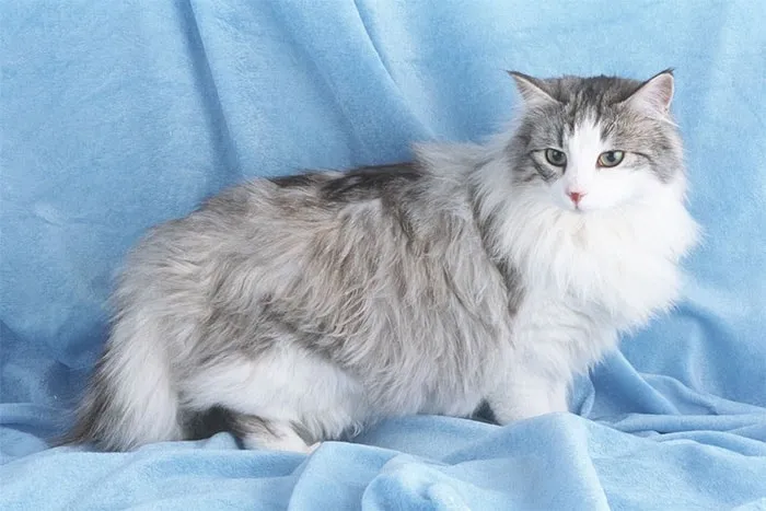 Mèo rừng Na Uy với bộ lông dày chống nước và thân hình vạm vỡ