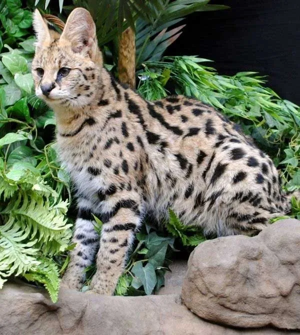 Mèo Savannah với bộ lông đốm đặc trưng và thân hình thon dài