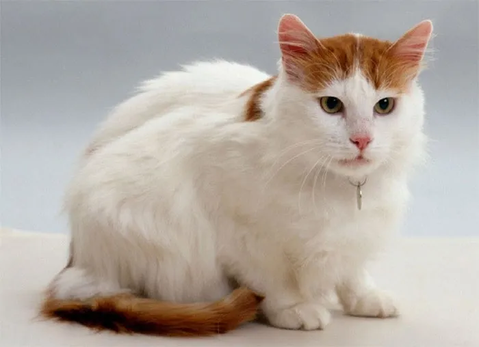 Mèo Turkish Van với bộ lông trắng và đốm màu đặc trưng