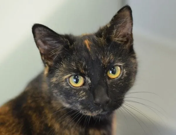 Mèo già cần kiểm tra thận định kỳ