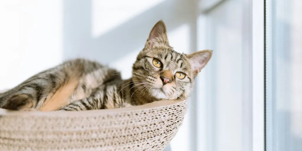 A brown tabby cat with yellow eyes, relaxing in a cat basket in the sunshine