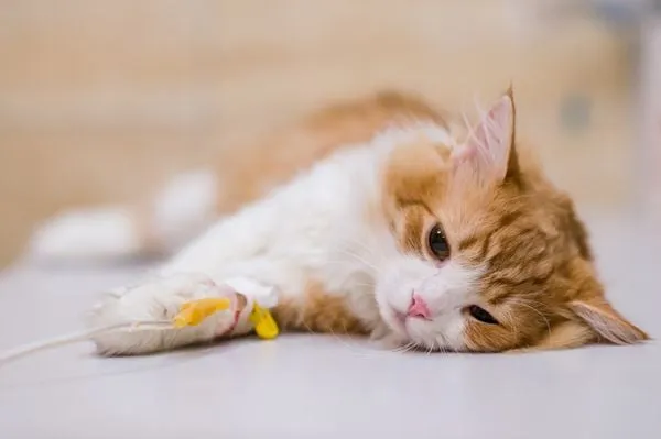 Vệ sinh mũi cho mèo đúng cách