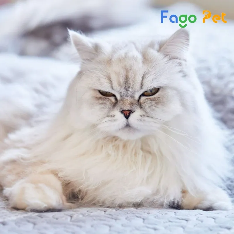 Khách hàng trải nghiệm và chọn mua mèo Anh lông dài trực tiếp tại cửa hàng