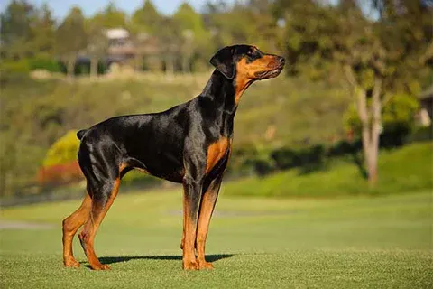 xep-hang-thong-minh-cua-cho-doberman-pinscher