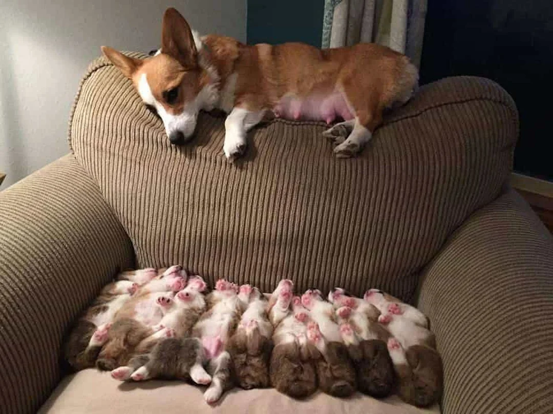 giá 1 con chó corgi chưa bao gồm chi phí nuôi hằng tháng