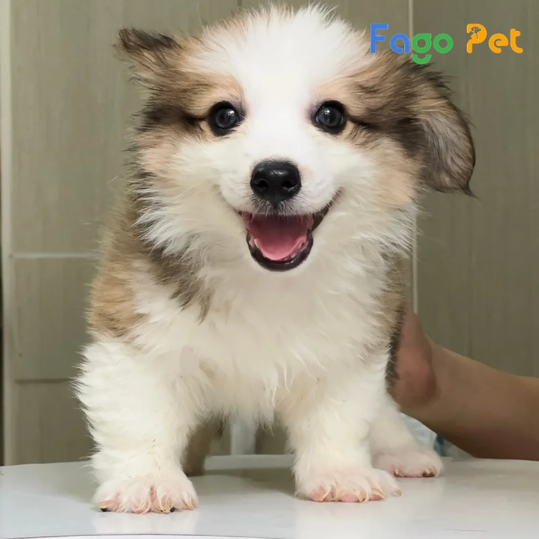 giá bán chó corgi giá rẻ cần kiểm tra kỹ