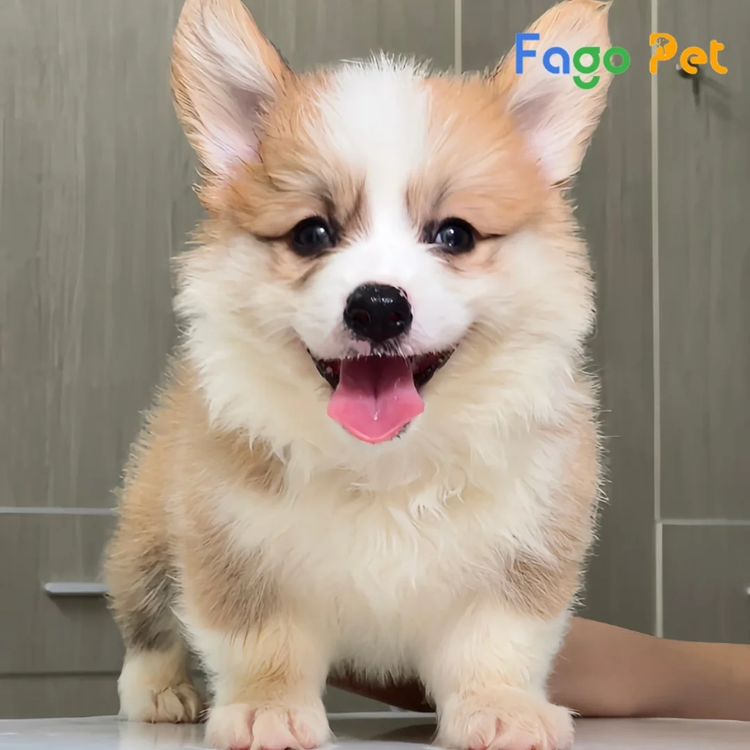 giá bán chó corgi - hình minh họa 1