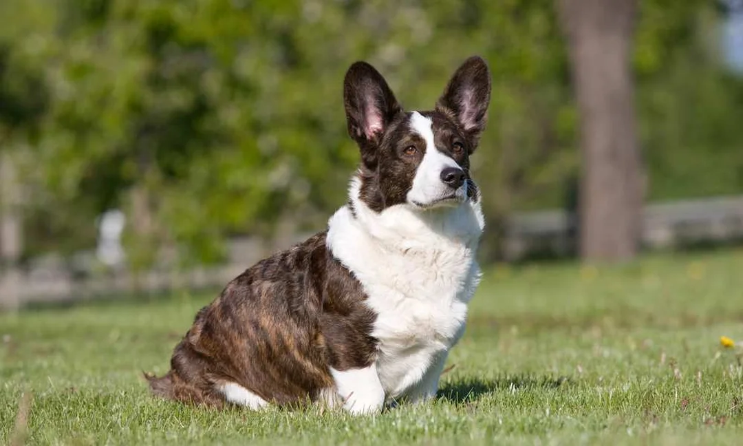 giá chó corgi cardigan giá rẻ và rủi ro khi mua