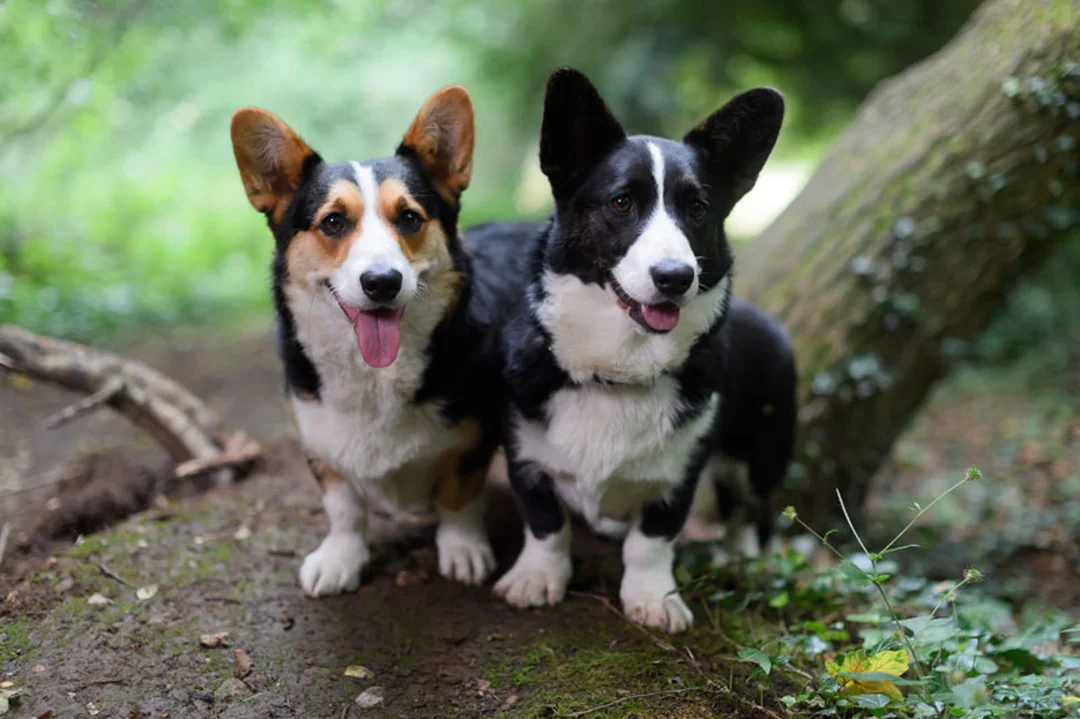 giá chó corgi cardigan so với pembroke corgi