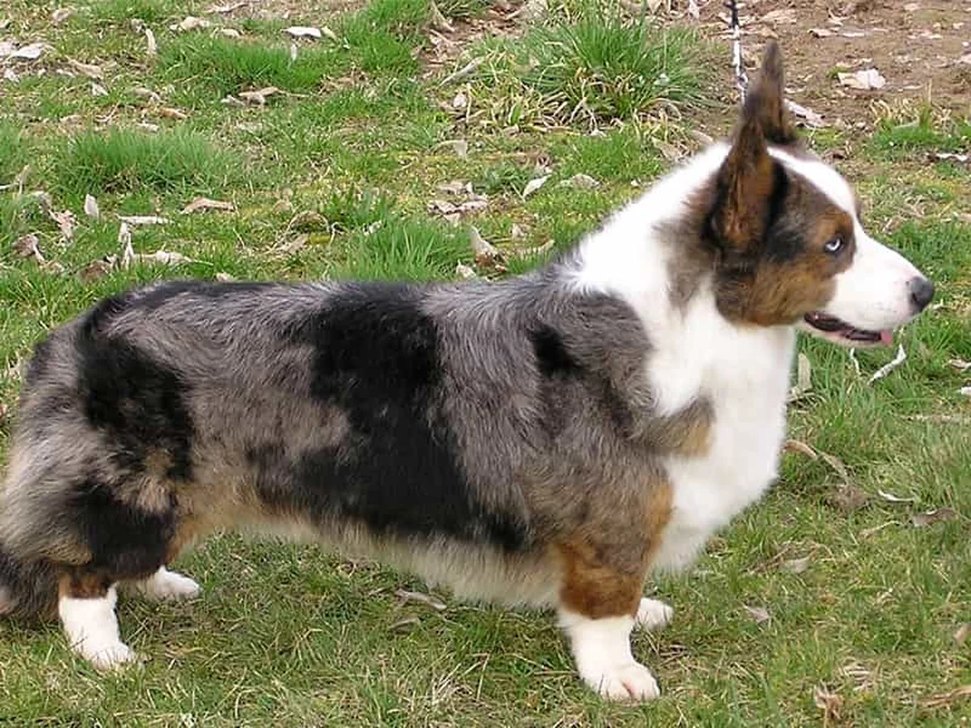 giá chó corgi cardigan theo từng phân khúc tại Việt Nam