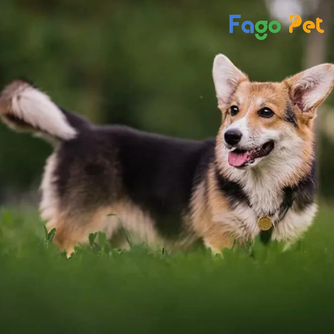 giá chó corgi cardigan và cách kiểm tra chất lượng cún