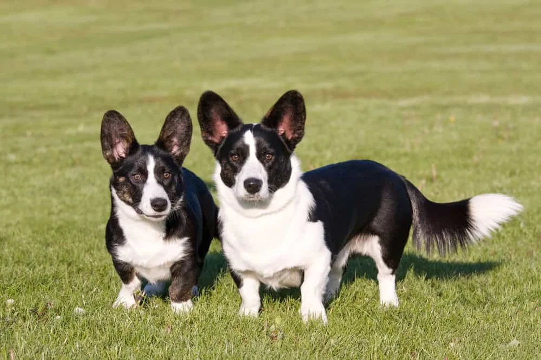 giá chó corgi cardigan và quy trình xem cún trước khi đặt cọc