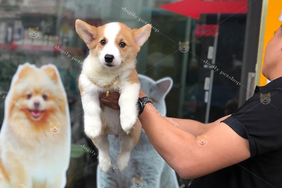 Giá chó corgi con nhập khẩu từ Thái Lan
