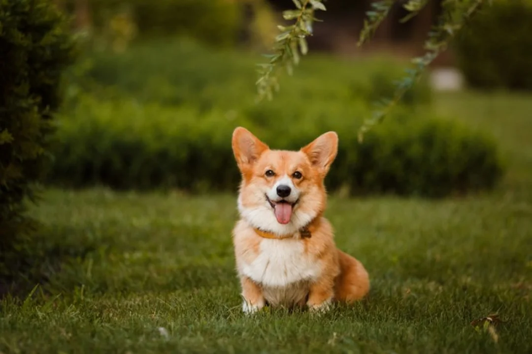 Giá chó corgi con tham khảo khi so sánh nhiều tin rao