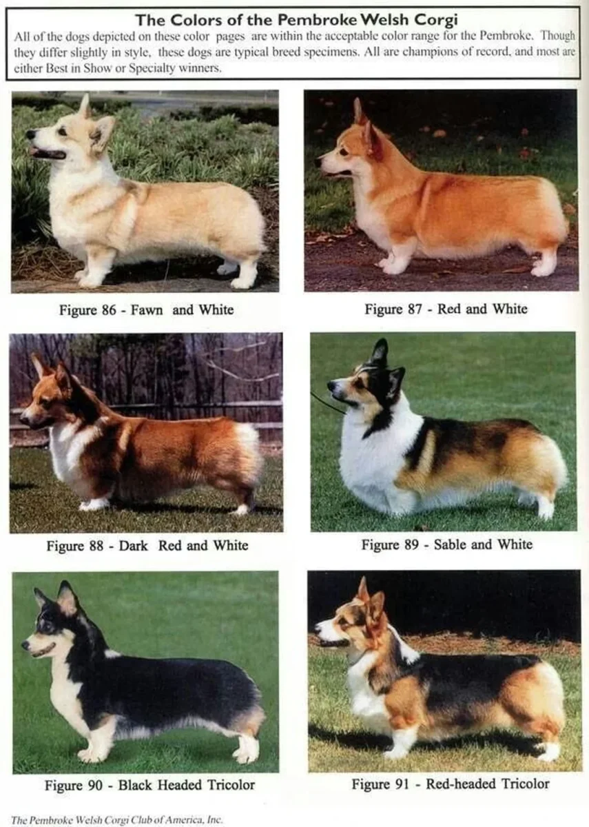 Giá chó corgi con theo bảng giá tham khảo tại trại