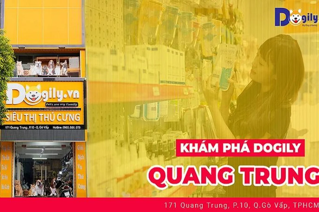 Giá chó corgi con thuần chủng tại đơn vị bán chuyên