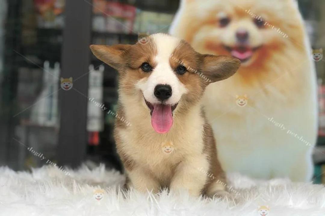 Giá chó corgi con và các yếu tố ảnh hưởng đến giá bán