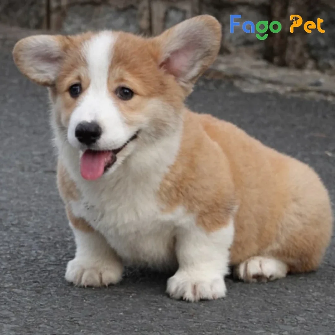 giá chó corgi lai cần kèm sổ tiêm phòng rõ ràng
