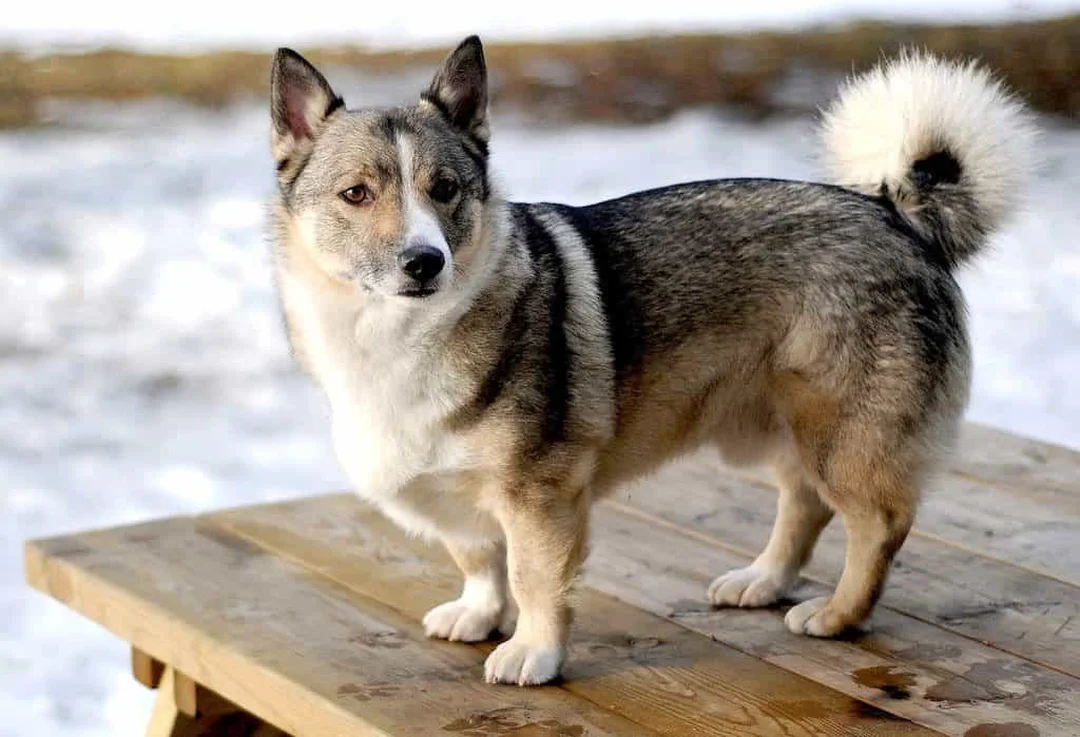 giá chó corgi lai cần kiểm tra trước khi đặt cọc