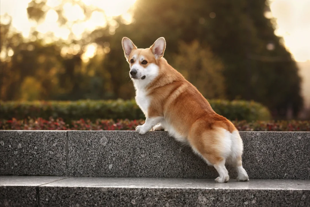 giá chó corgi lai theo từng kiểu lai phổ biến