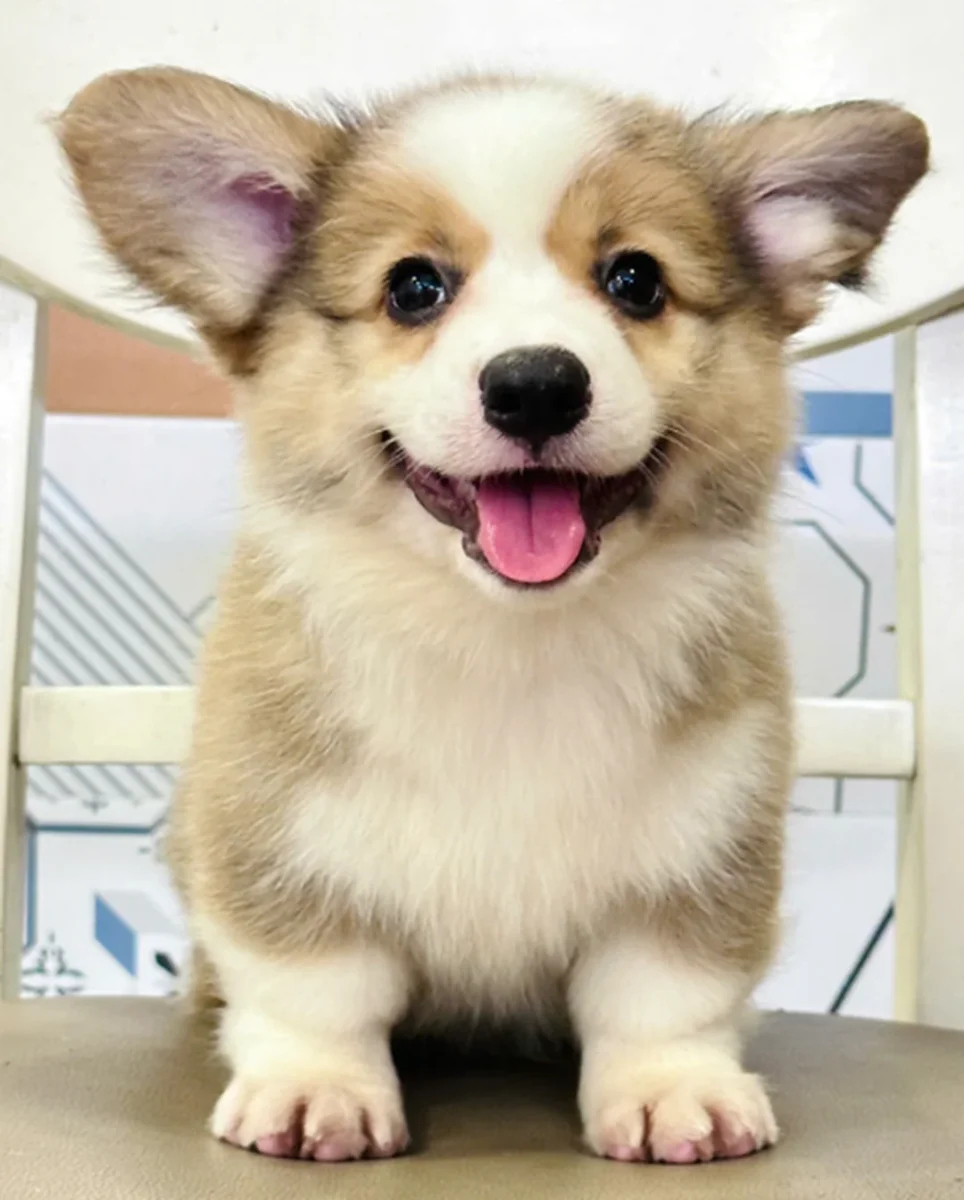 giá chó corgi tphcm qua hình ảnh Corgi và hồ sơ mua bán