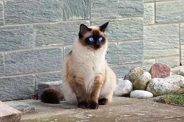 Mèo Siamese