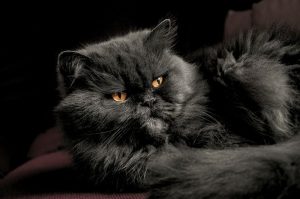 Giống Mèo 34 Và Những Bí Mật Chưa Ai Biết