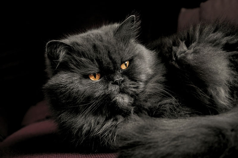 Giống Mèo 34 Và Những Bí Mật Chưa Ai Biết