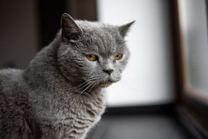 Giống Mèo British Shorthair Và 5 Sự Thật Khó Tin